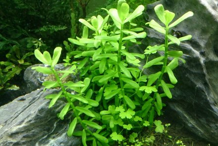 Bacopa